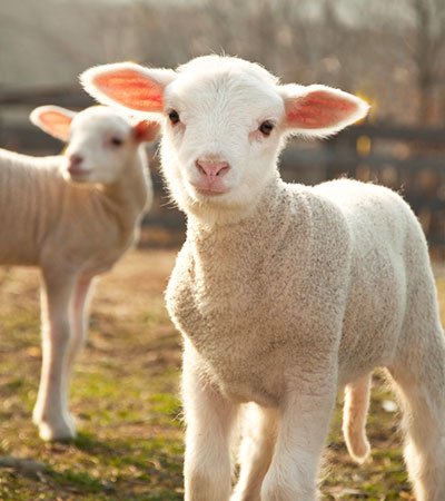 Sheep Farm Equipment