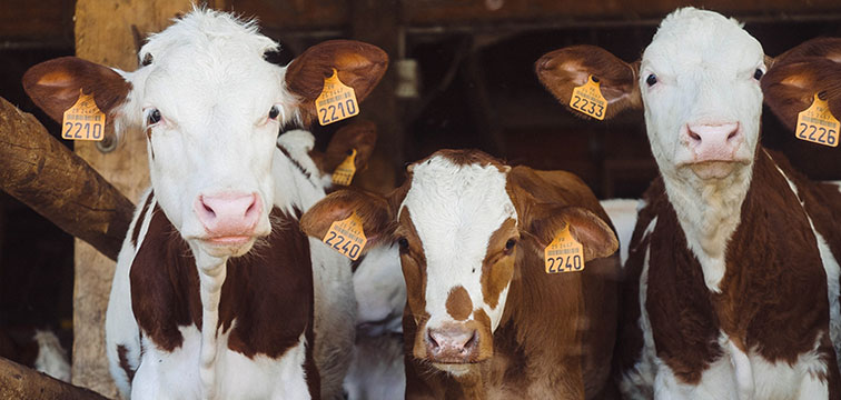 Cattle Farm Equipment